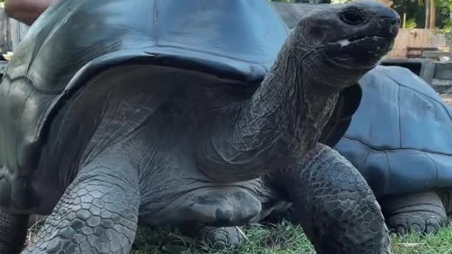 We are going up ⬆️ slowly but surely 🐢 amazing Aldabra at Florida Iguana and Tortoise Breeders 🌴