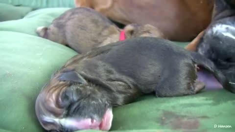 Mother Dog Gives Birth To Her Puppies Right Before Your Eyes