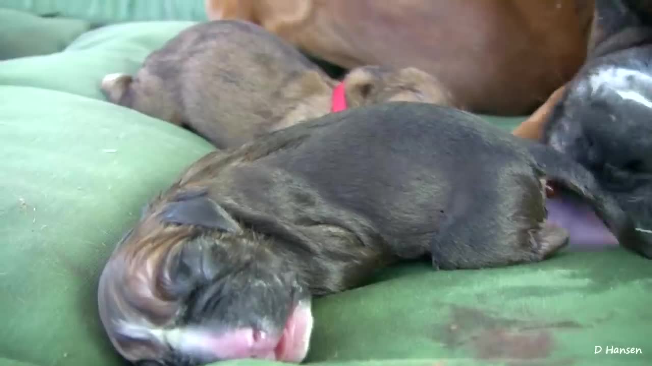 Mother Dog Gives Birth To Her Puppies Right Before Your Eyes