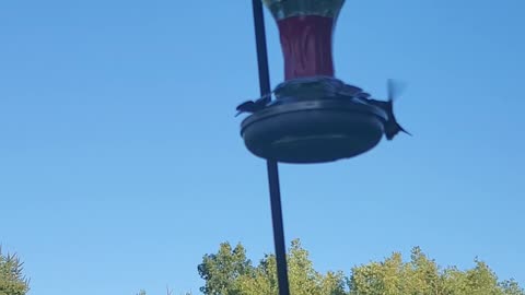 Hummingbirds
