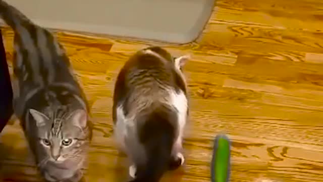 This cats is afaid of cumcuber series