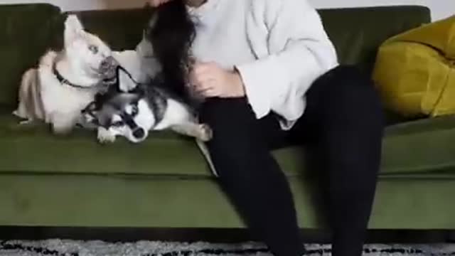 JEALOUS Mini Husky Gets Upset When Mom Kisses His Sister Before Him