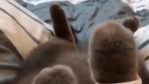 Cat is Dancing and relaxing