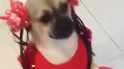 Dog Dance with wearing beautiful Dress