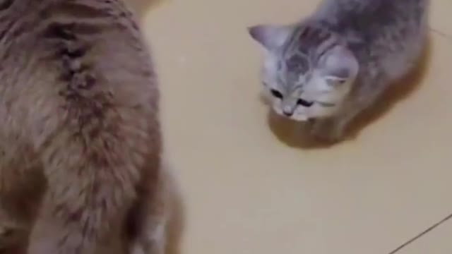 Mommy cat fights with another cat for her baby 😂