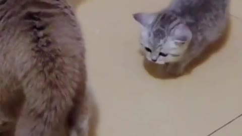 Mommy cat fights with another cat for her baby 😂