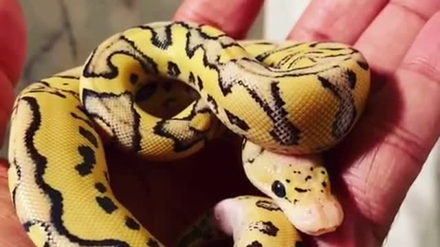 Baby snake in hand