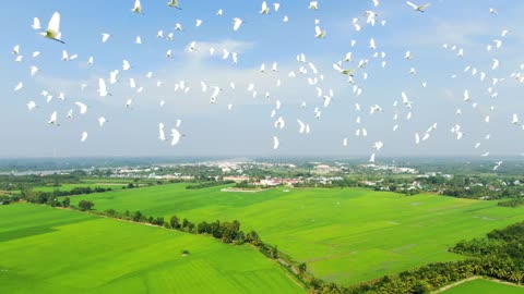 birds-storks-flying-paddy-peace