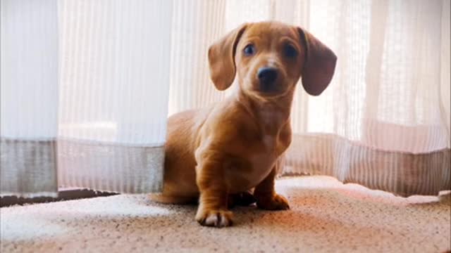 Very Cute Dog look to you