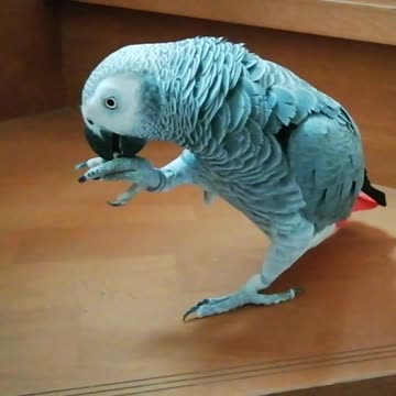 Weirdo parrot walks down the stairs instead of flying