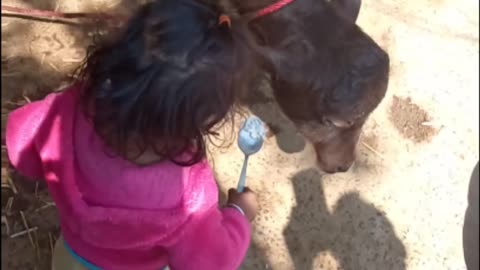 Baby give food to little Buffalo animals funny vodeos
