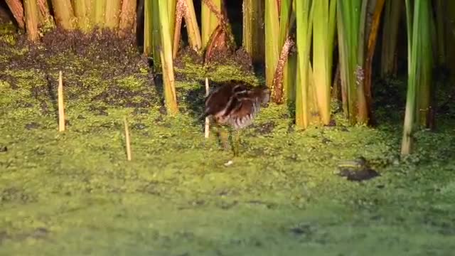 Sora In The Marsh