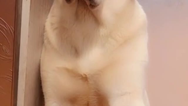 very funny dog ​​wanting to sing