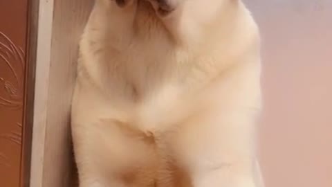 very funny dog ​​wanting to sing