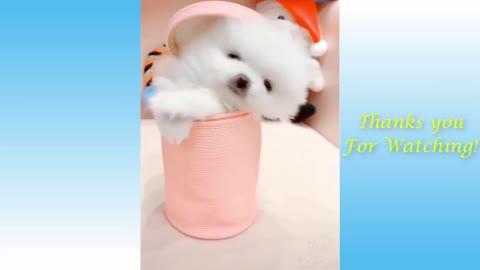 Cute 😍 cats🐈 and funny dogs 🐕 video