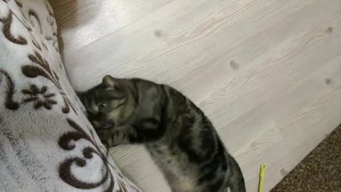 Fanny animals. Review of toys for cats