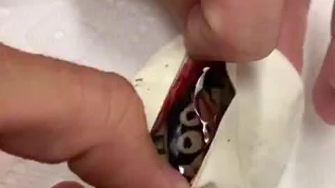 Fire ball python in the egg