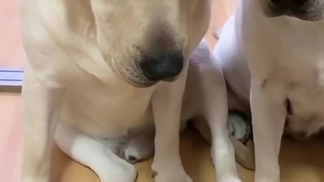 A BITTER GOURD? What's going on