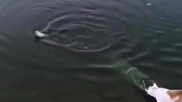 Cat saves fish from drowning