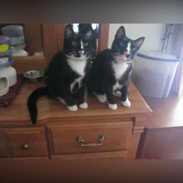 Woman Makes Twin Cats Look Like They're Responding With Treats