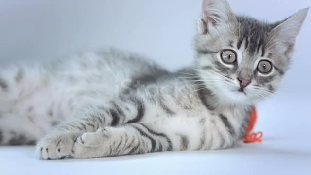 Oh God, how much is this kitty beautiful !!!