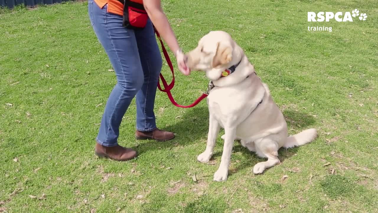 free dog training video. Lesson one sit and drop