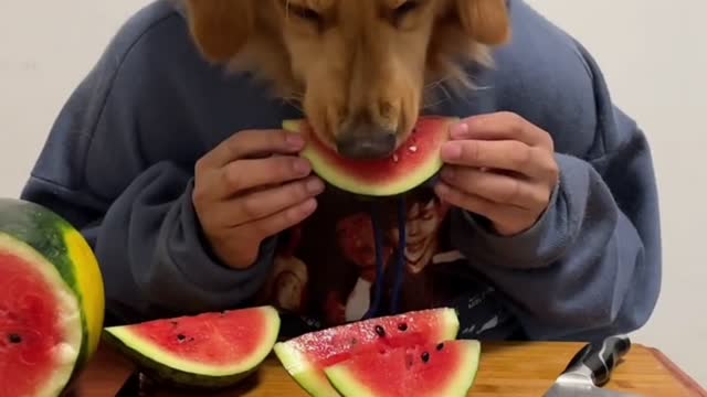 Puppy eating watermelon