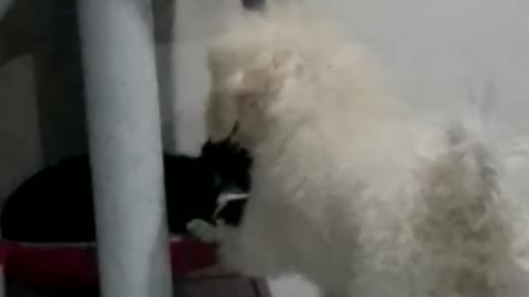 Sister in cute playing