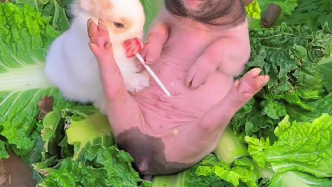 Cute little rabbit secretly eats pig's lollipop