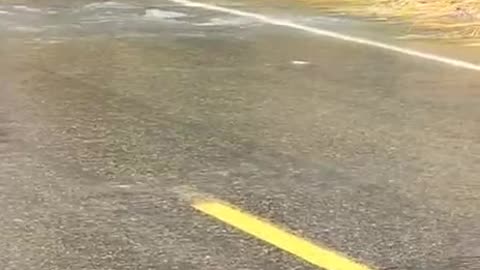 Ever seen fish trying to cross a road?