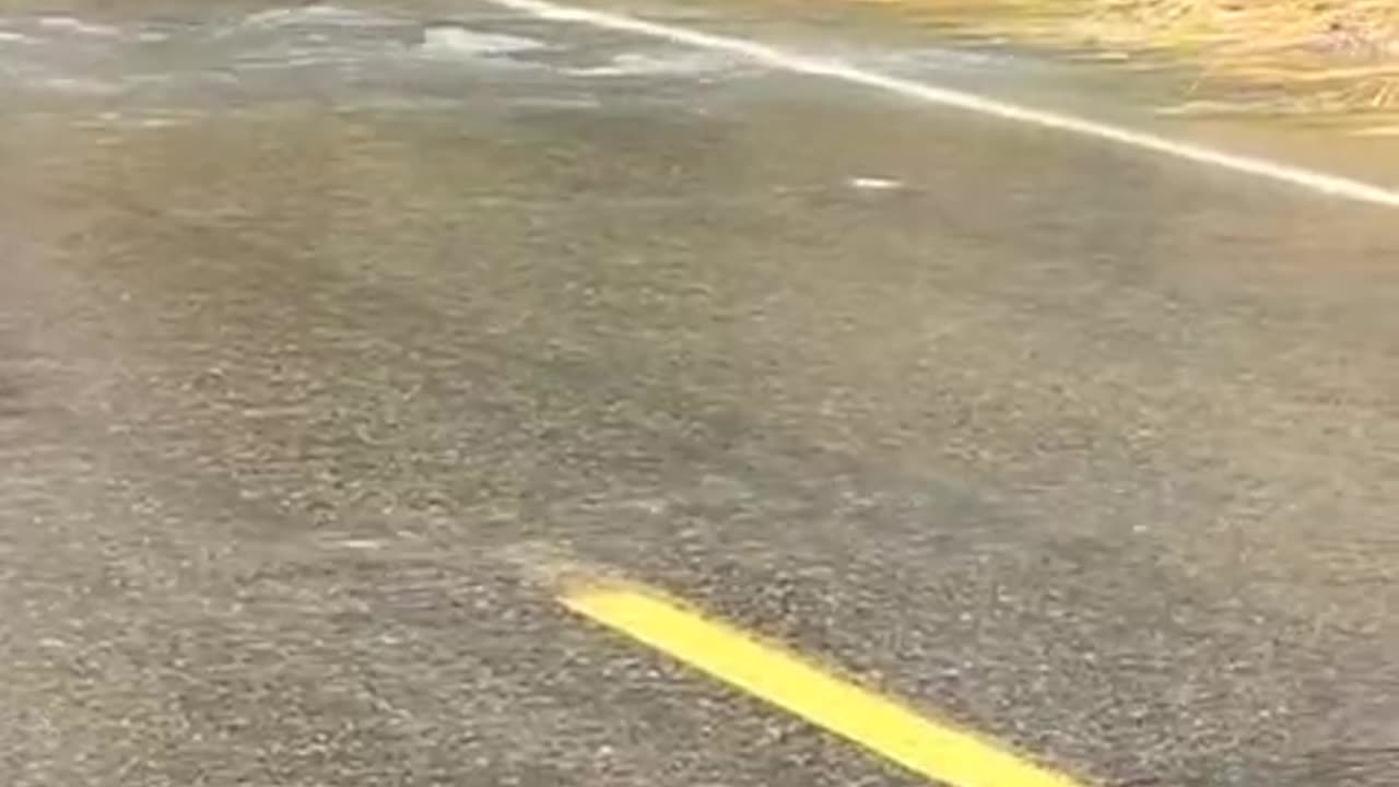 Ever seen fish trying to cross a road?