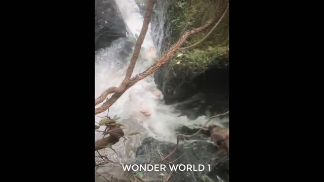 A Boar Famly | Crossing The Waterfall.