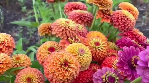 A Beautiful Bloom: Colorful Flowers in Full Glory | Snapdragon, Petunias, and More Garden Blooms