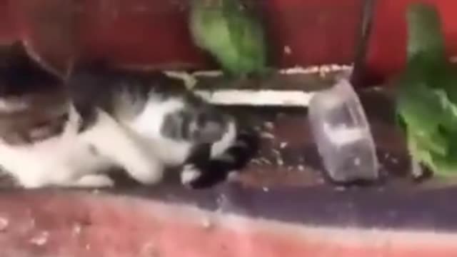 Cat Reaction Video