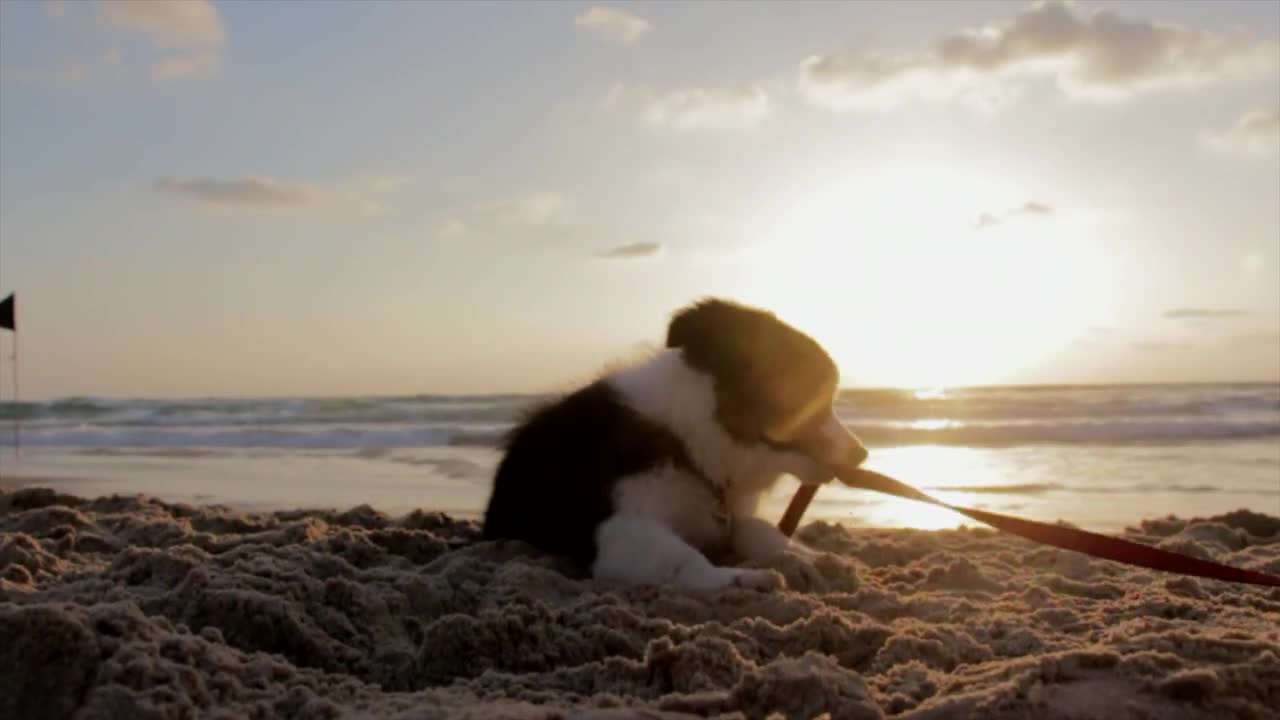 Nice dog that plays and enjoys the sand of the sea