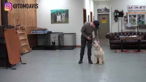 How To Train Your Dog To Walk On A Leash Nicely