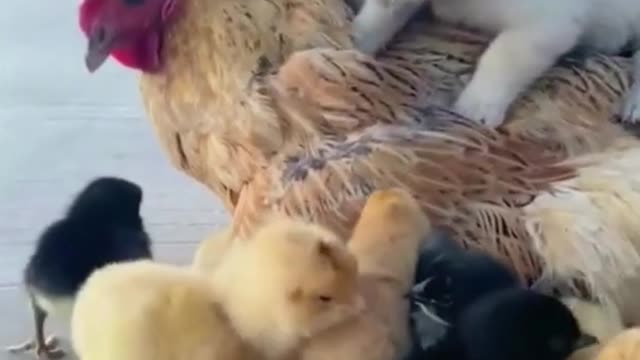 Small Dog Become to be a Baby Chicken