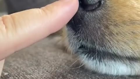 Baby Dogs 🔴 Cute and Funny Dog Videos Compilation