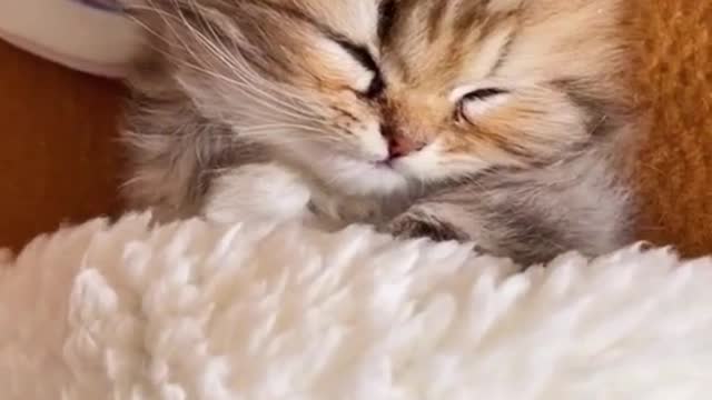 Very cute baby. Cats&kitten