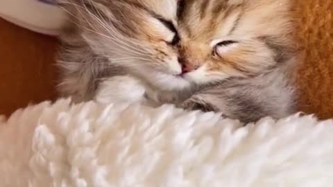 Very cute baby. Cats&kitten