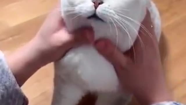 Most satisfying cute cat 😂