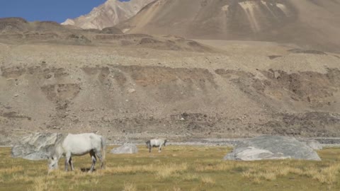 Wild White Horse Horses eating grass in The Himalayas Ladakh India