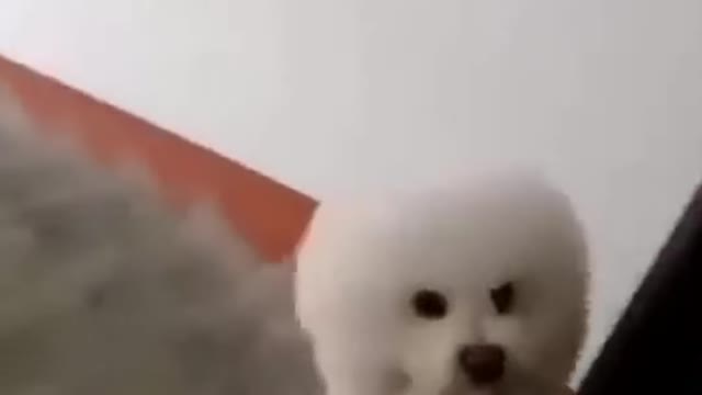 Cute Little White Dog Walking Funny