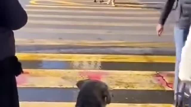 Clever stray dog waits for green light before crossing the road