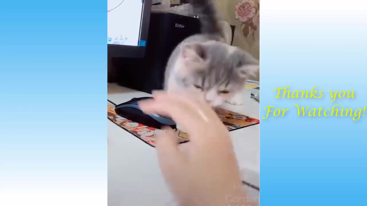 BEST Cute Pets And Funny Animals Compilation 11 Funny Sunny