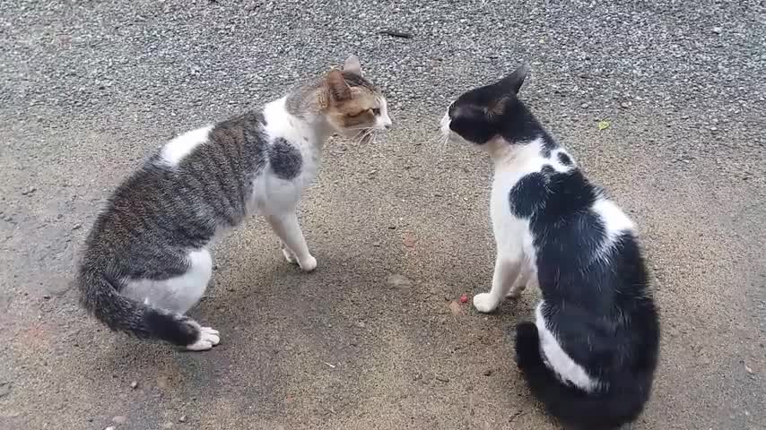 Cats Fighting with sound - Exclusive Video (Play with full sound)