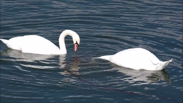 Ducks swimming in the water