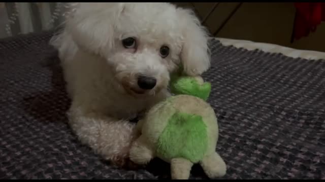 Enni plays with a toy turtle