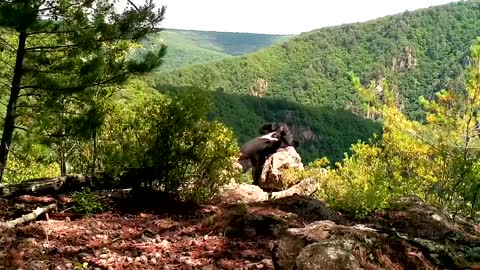 A Happy Bear with his Stone