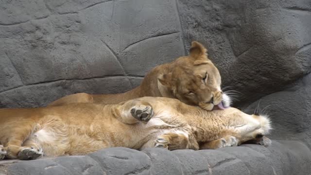 Cat , Lion , Zoo , Nature